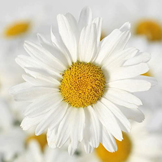 White Lion Shasta Daisy Seeds, Classic Heavy Blooming, Pack of 25 Seeds